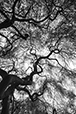 Japanese Maple 2 BW